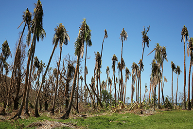 Cyclone Winston : Fiji : 2016 : News : Photos : Richard Moore : Photographer